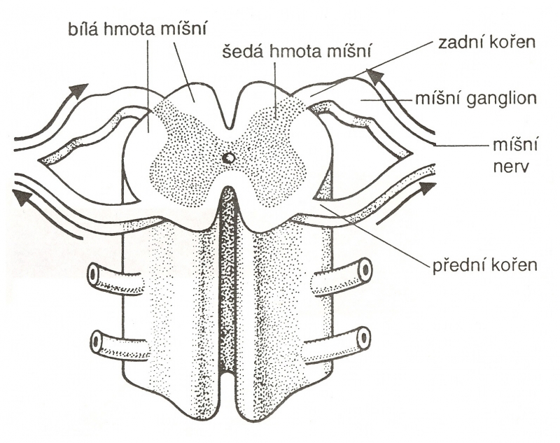 mícha