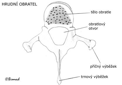 hrudni1F