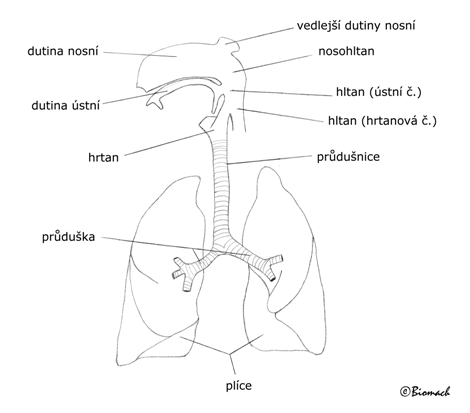 dychani1F