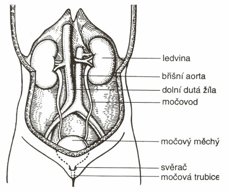 vylucovaci-soustava